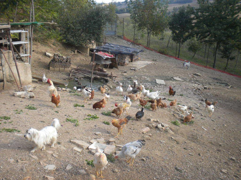 Agriturismo Le Vergare Offagna Εξωτερικό φωτογραφία